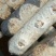 808香菇棒18*60公分
