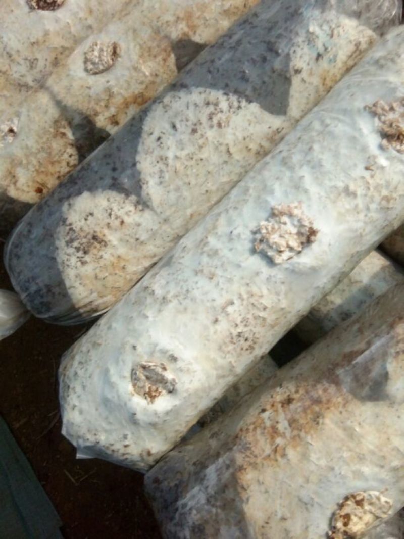 808香菇棒18*60公分
