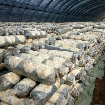 808香菇棒18*60公分