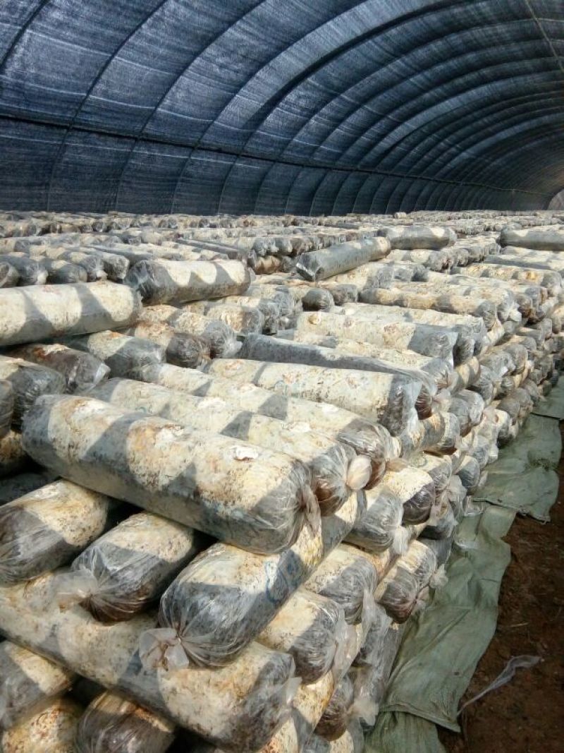 808香菇棒18*60公分