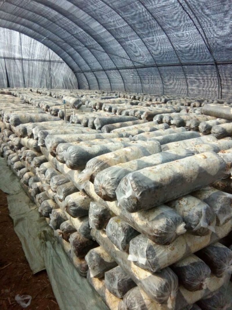 808香菇棒18*60公分