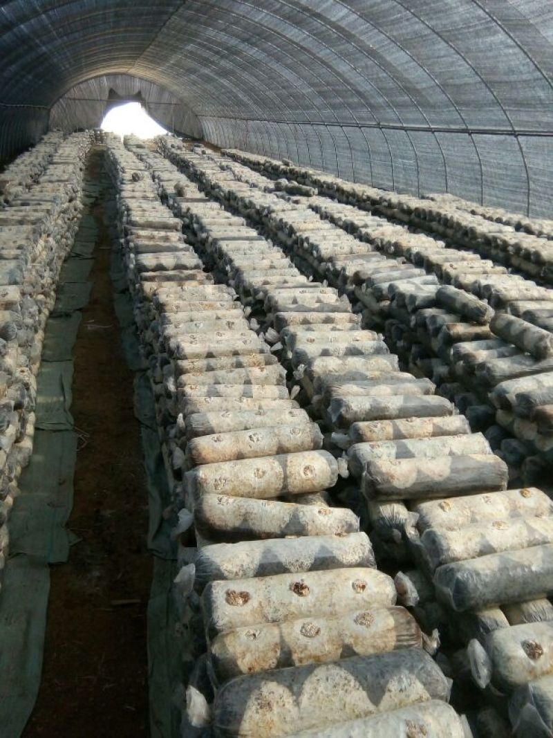 808香菇棒18*60公分
