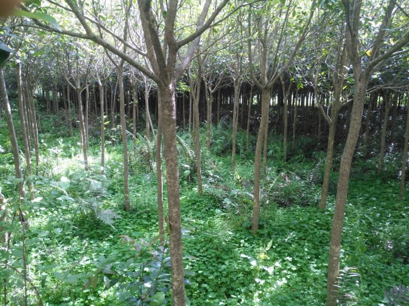 八月桂3-18公分