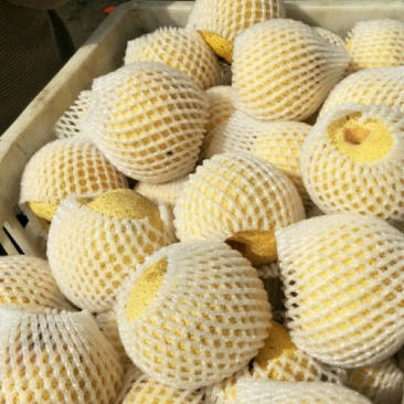 砀山梨250~300g光果