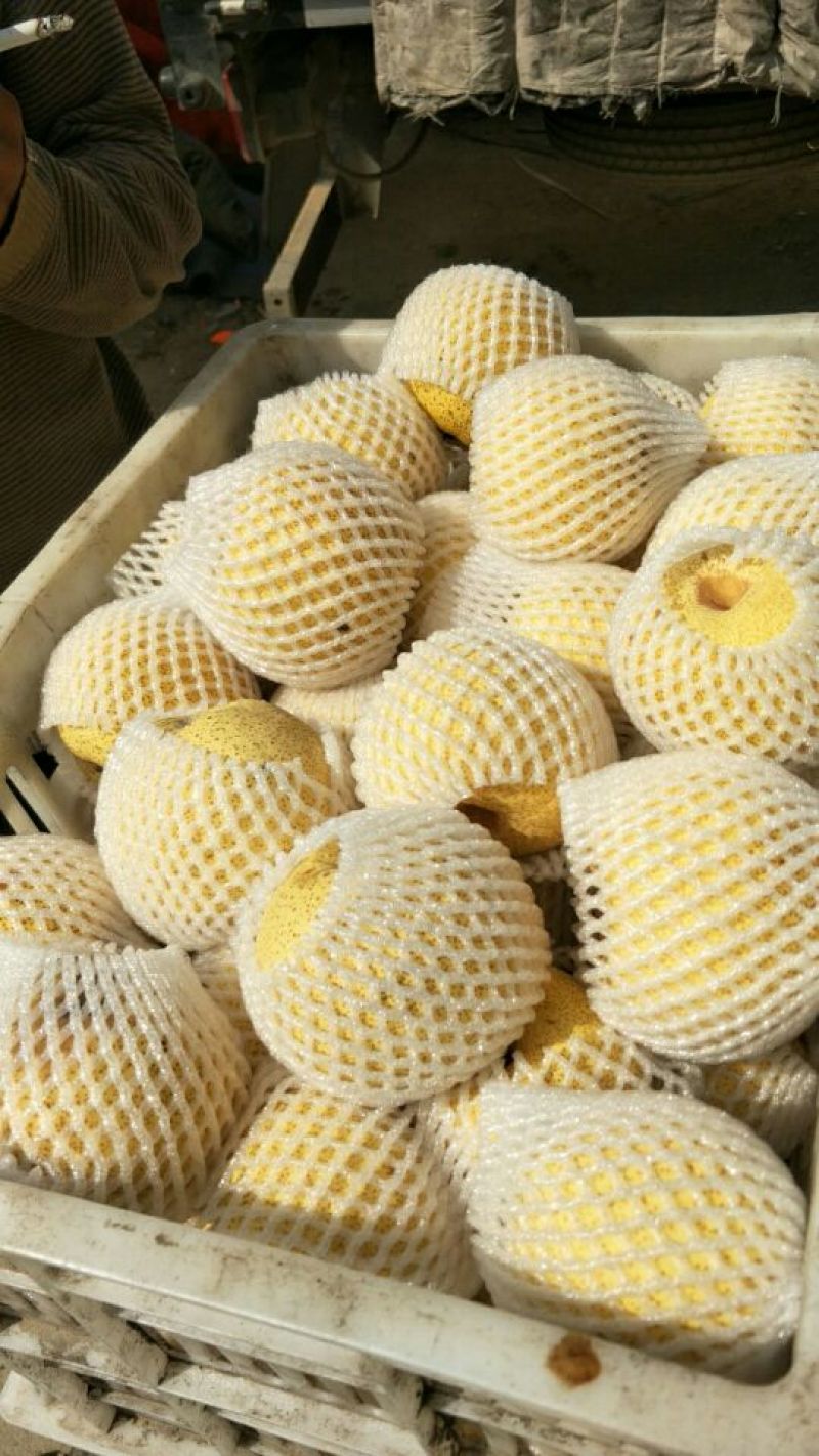 砀山梨250~300g光果