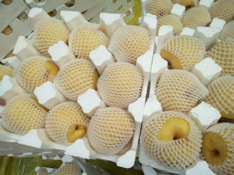 砀山梨250~300g光果