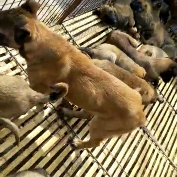 马犬公