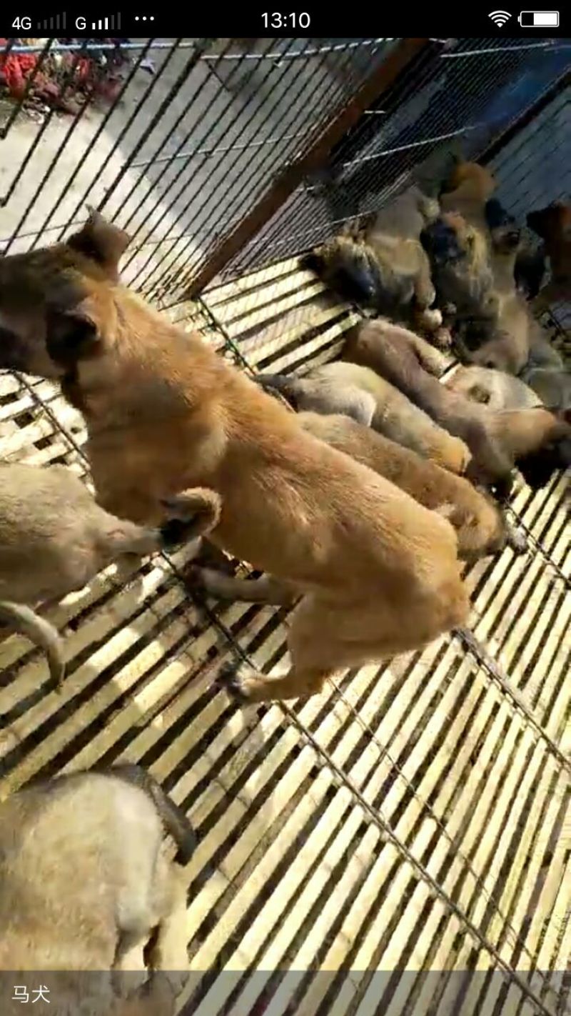 马犬公