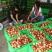 中油5号油桃3两以上