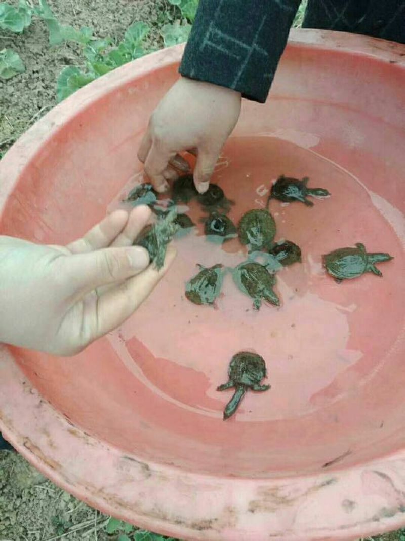 鳖苗雄人工养殖