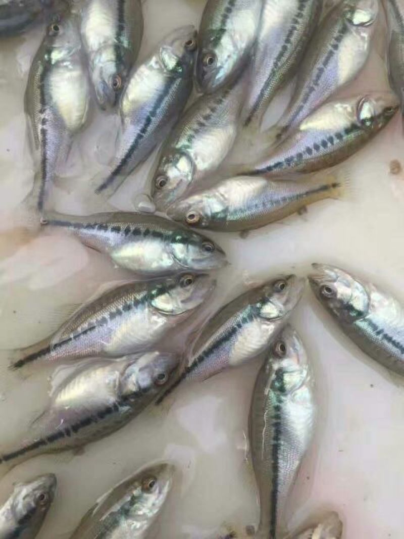 加洲鲈鱼鱼苗规格长苗