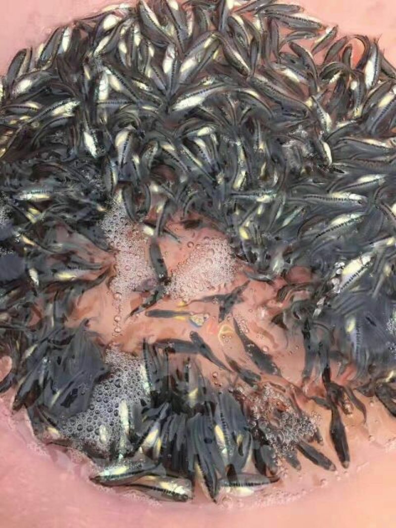 加洲鲈鱼鱼苗规格长苗