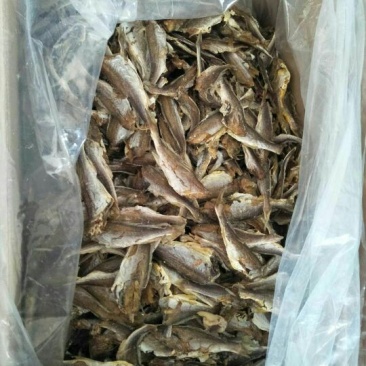 风干鱼