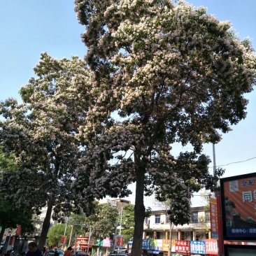 楸树10~20cm