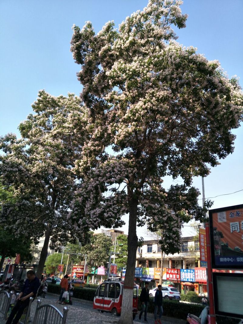 楸树10~20cm