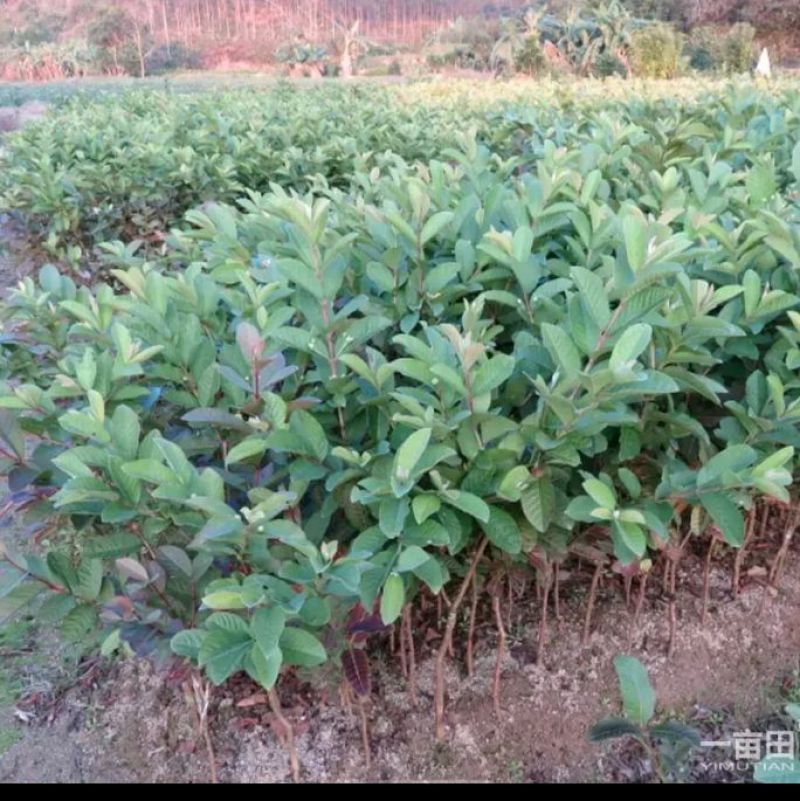 台湾珍珠番石榴苗50~80cm