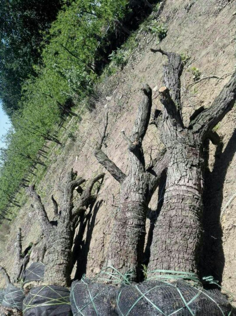 【常年经营厂家】50万亩枣树苗基地直供成活率高