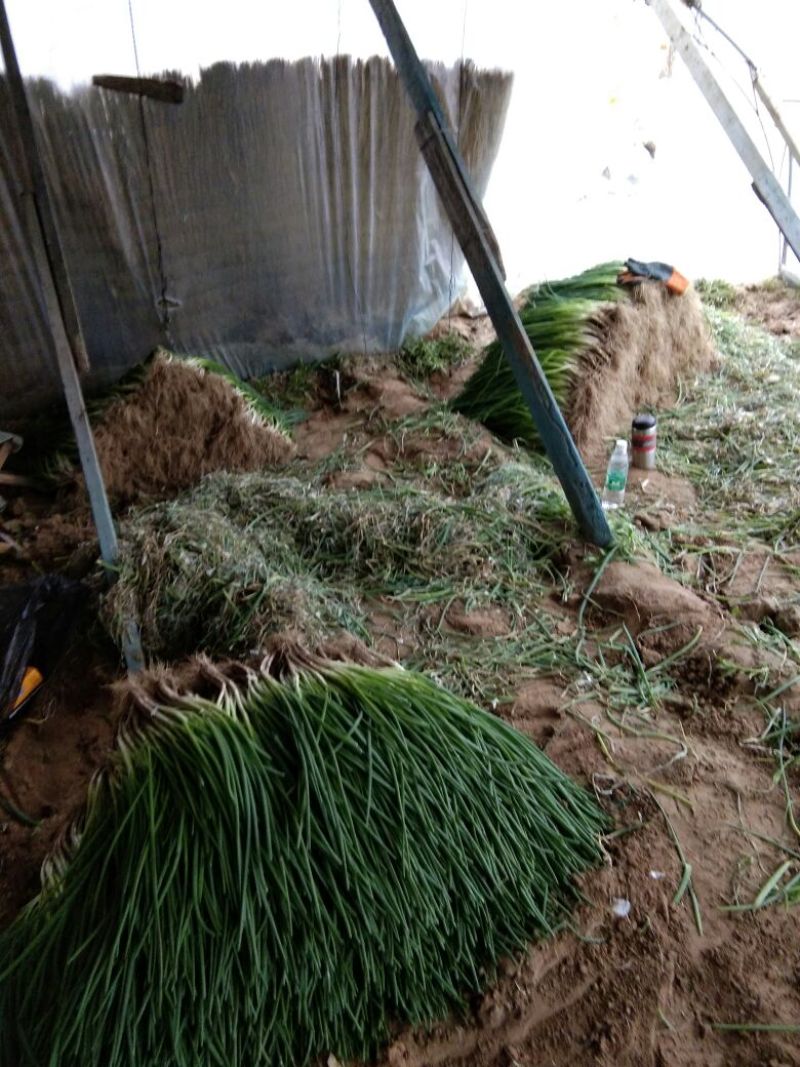 香葱小葱40~45cm商超联系各大类型商超