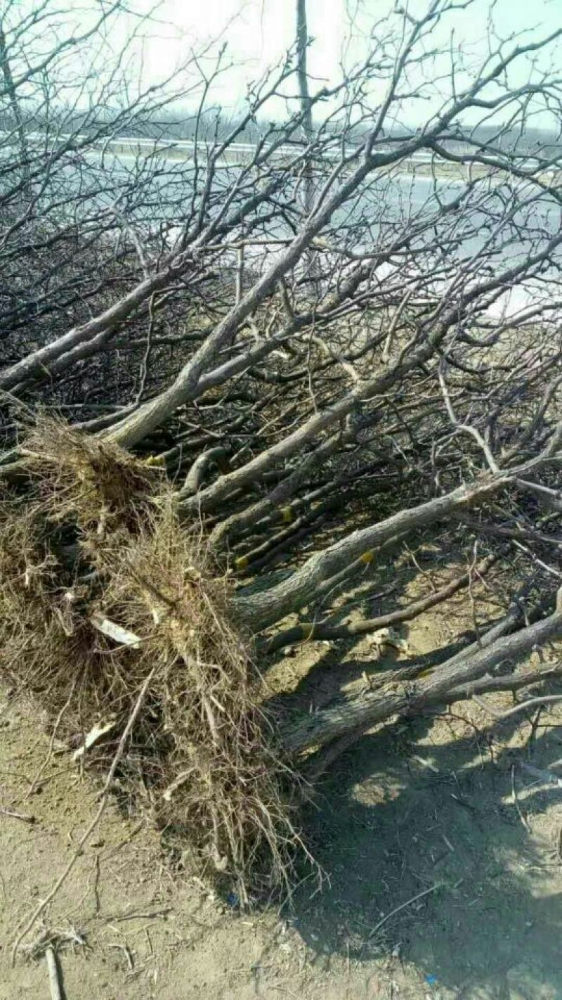 枣树苗110cm以上规格全基地直供成活率高