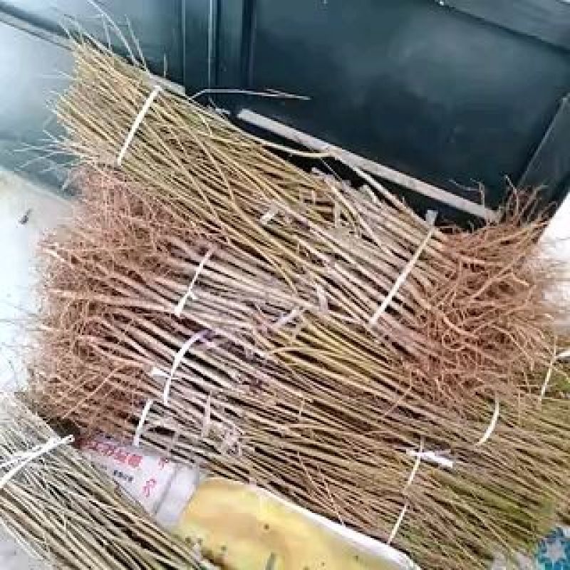 【推荐】河南桃树苗新品种桃树基地直发品种纯正