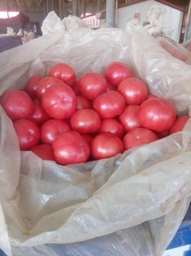 《精品》西红柿大量上市，产地直销弧三以上，粉红硬果