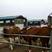 西门塔尔牛犊200~300kg子母对，育肥牛
