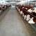西门塔尔牛犊200~300kg子母对，育肥牛