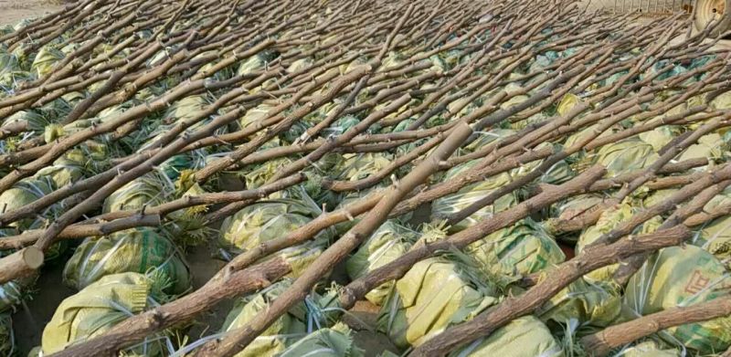 枣树苗冬枣树苗基地直销品种纯正【保障商家】