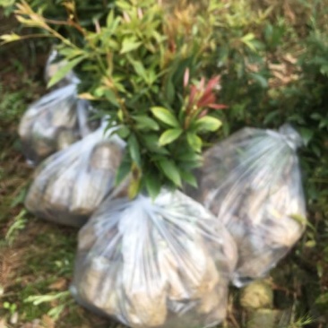一手种植户，楠木苗品质优良