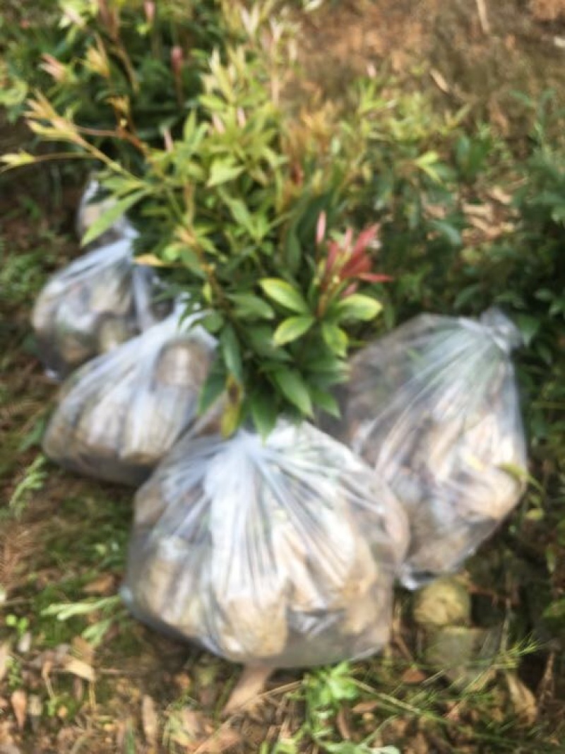 一手种植户，楠木苗品质优良