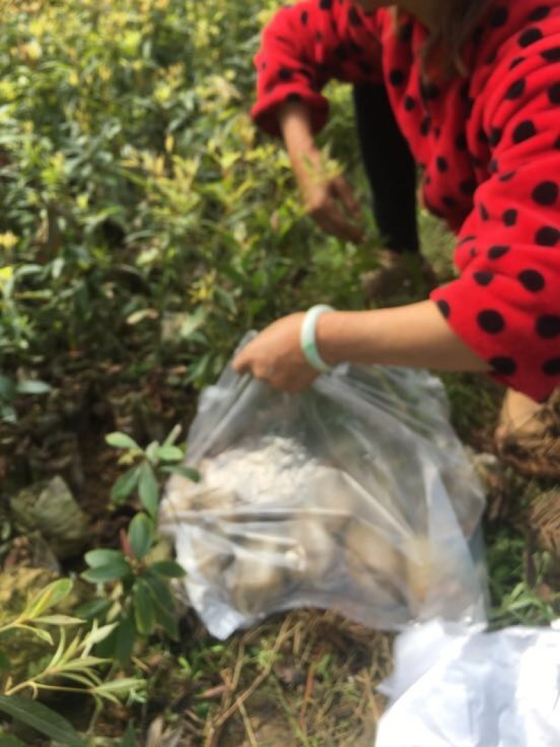 一手种植户，楠木苗品质优良
