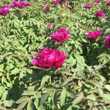 观赏牡丹基地直发包成活包开花