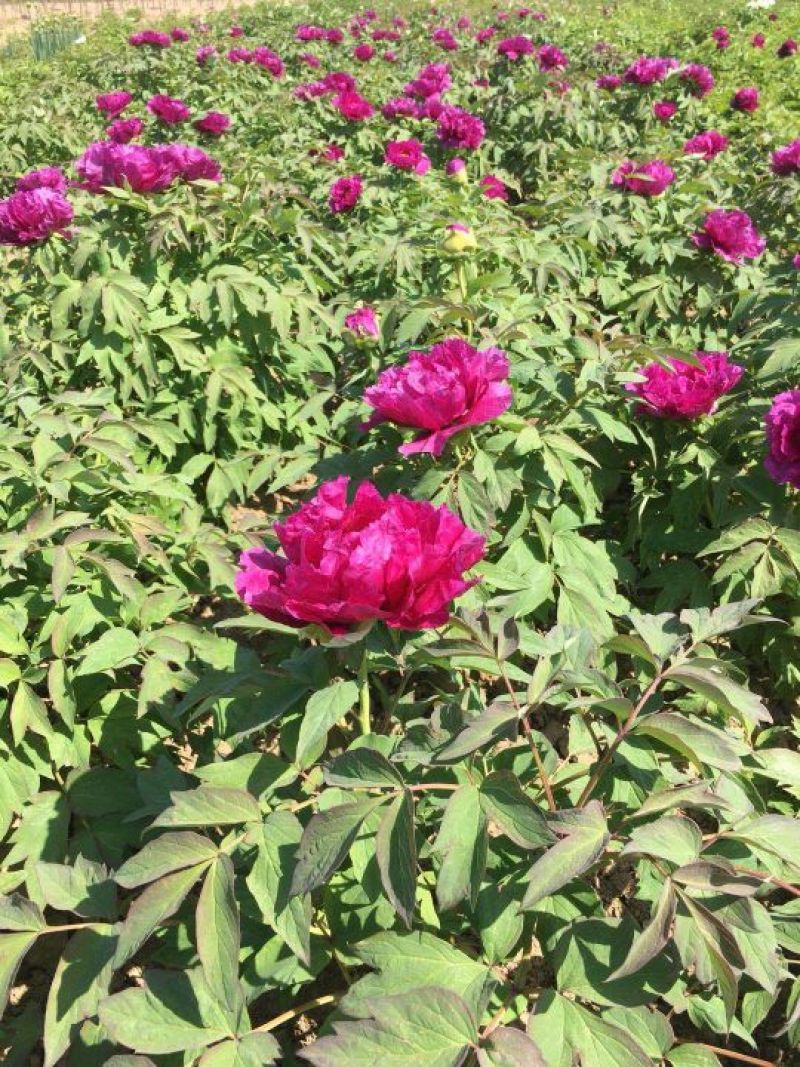 观赏牡丹基地直发包成活包开花