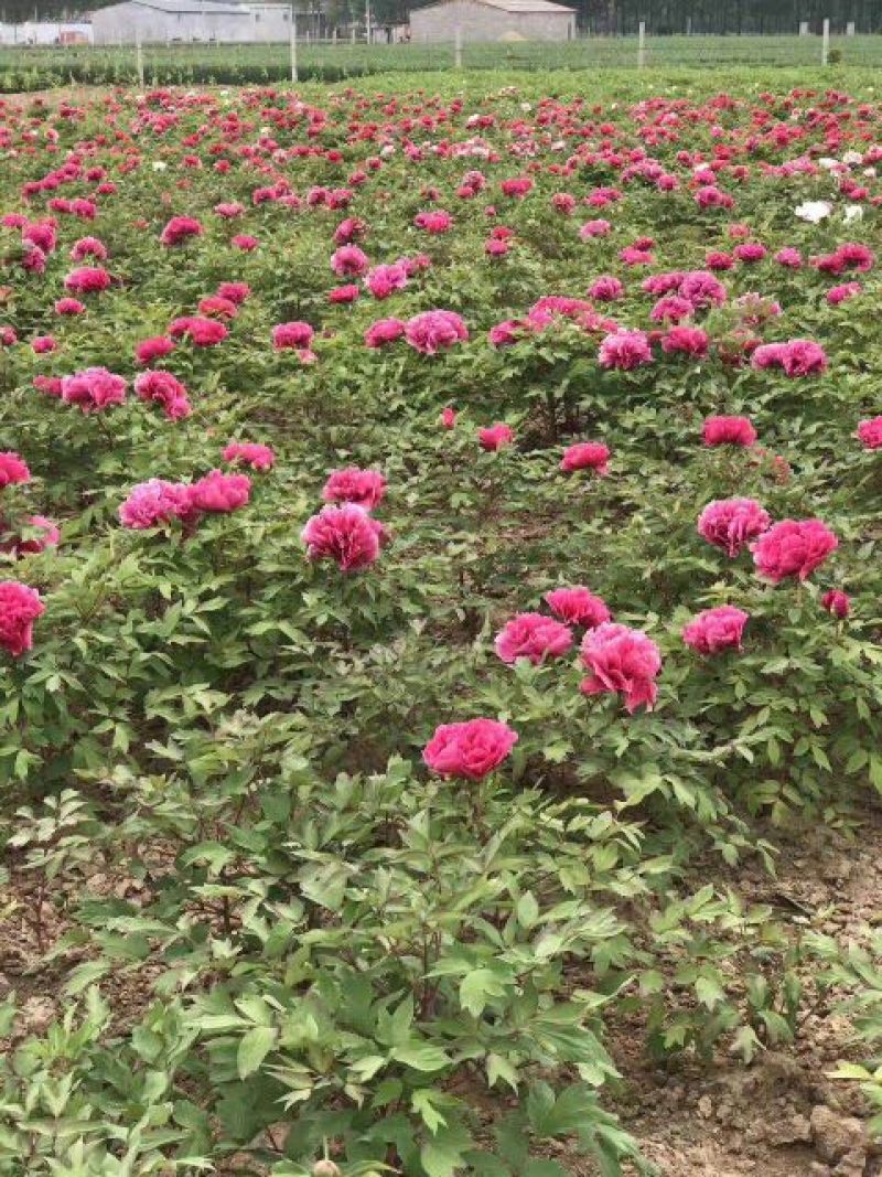 观赏牡丹基地直发包成活包开花