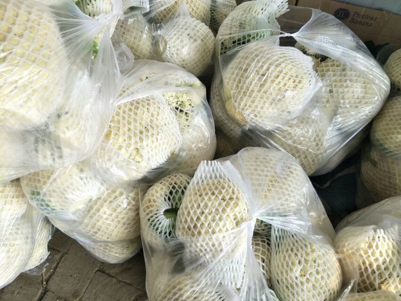 白面青梗松花菜2~3斤散花
