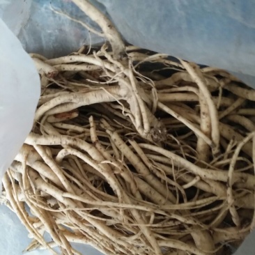 刺梨根