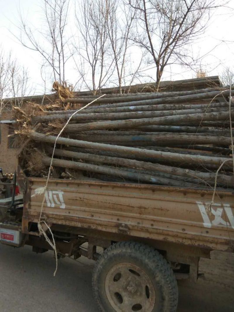 金叶榆4~6cm6~8cm2.5~3m