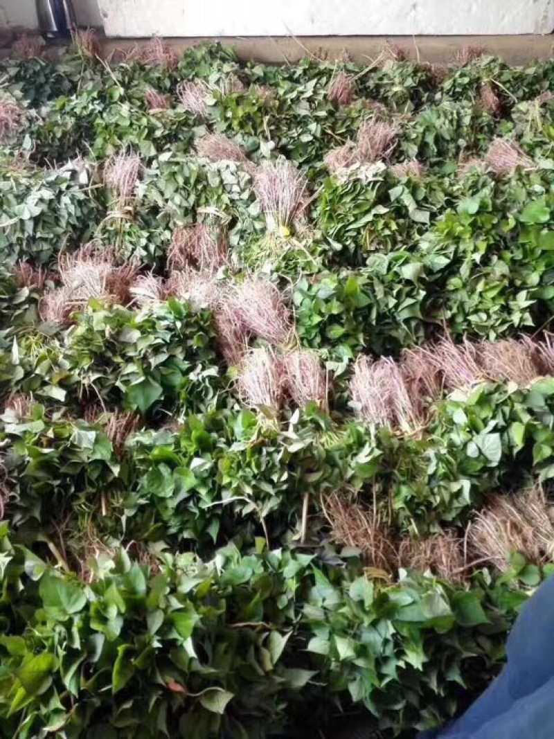 东北脱毒红薯苗地瓜苗早丰济薯26西瓜红紫薯