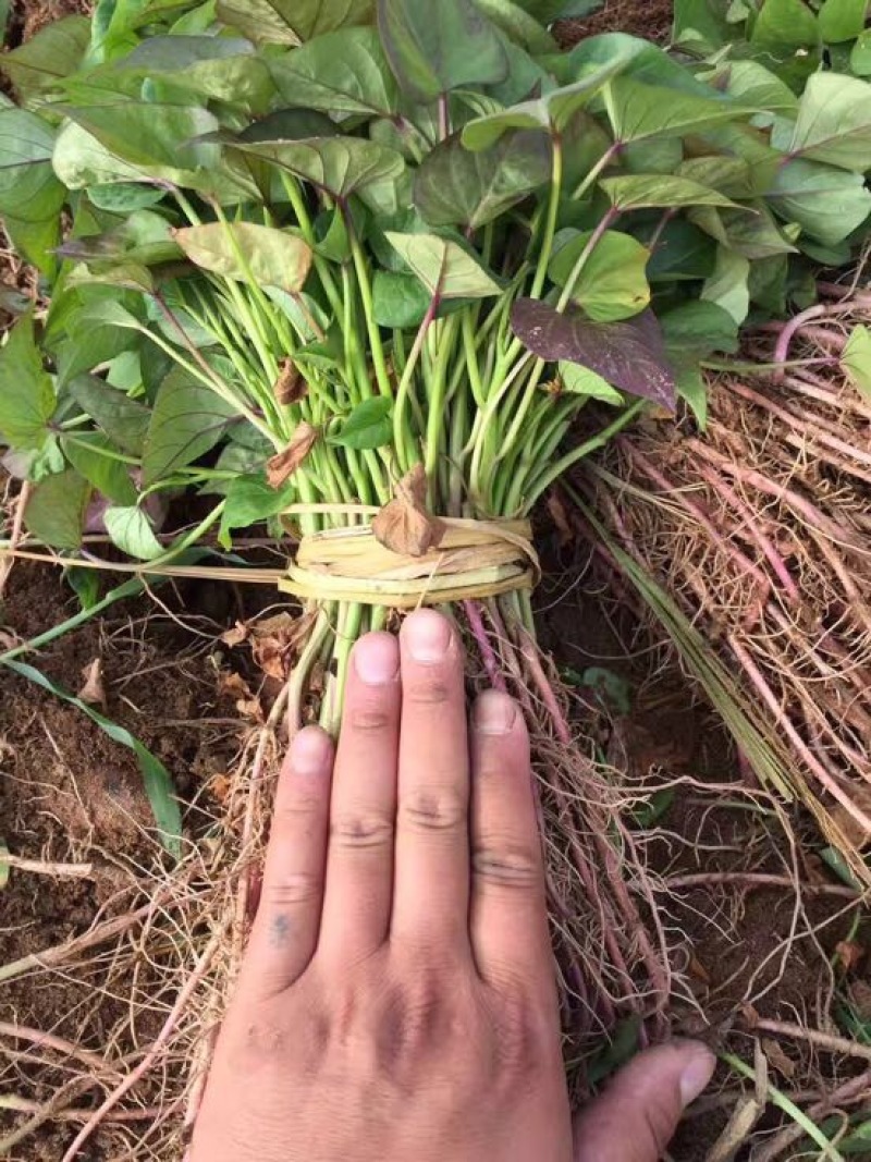 东北脱毒红薯苗地瓜苗早丰济薯26西瓜红紫薯