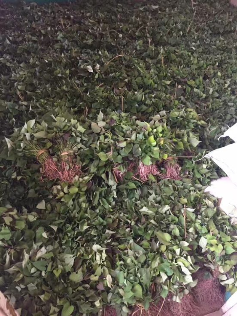 东北脱毒红薯苗地瓜苗早丰济薯26西瓜红紫薯