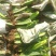 火龙果苗20~30cm种苗