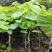 番荔枝苗30~50cm