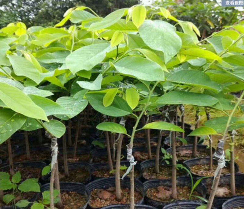 番荔枝苗30~50cm