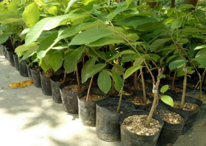 番荔枝苗30~50cm