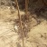 风景绿化树苗火炬树0.5~1m