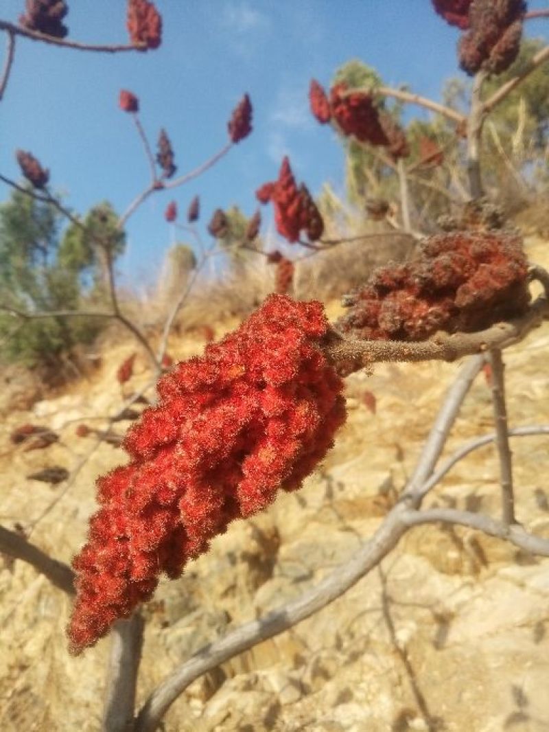 风景绿化树苗火炬树0.5~1m