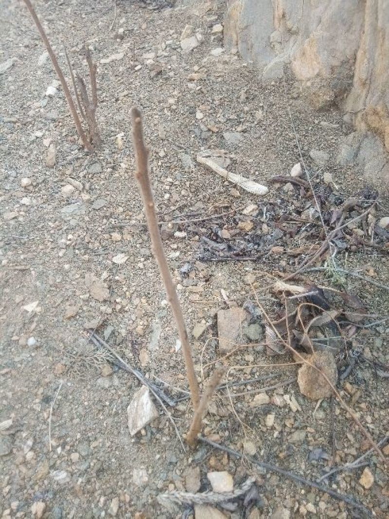 风景绿化树苗火炬树0.5~1m