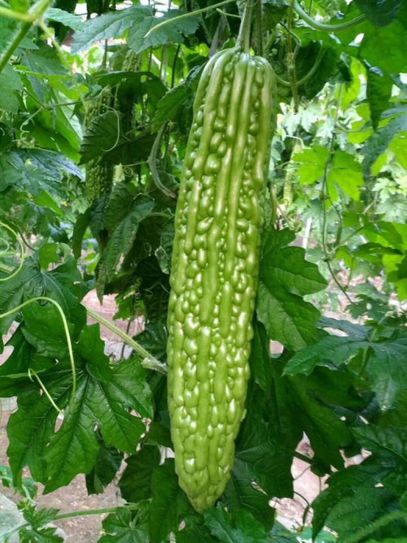 苦瓜苗