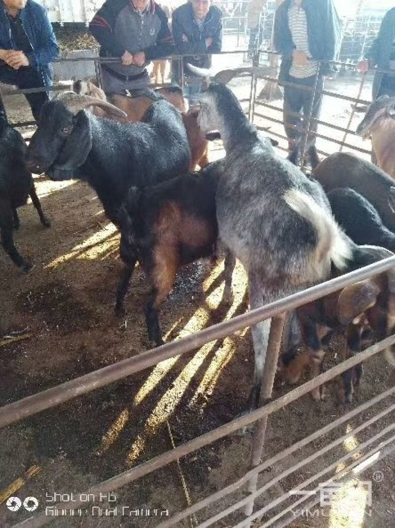 110斤以上白山羊大肉羊