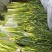 汉中洋县露天白帽蒜薹，通货50公分长，质量好，欢迎